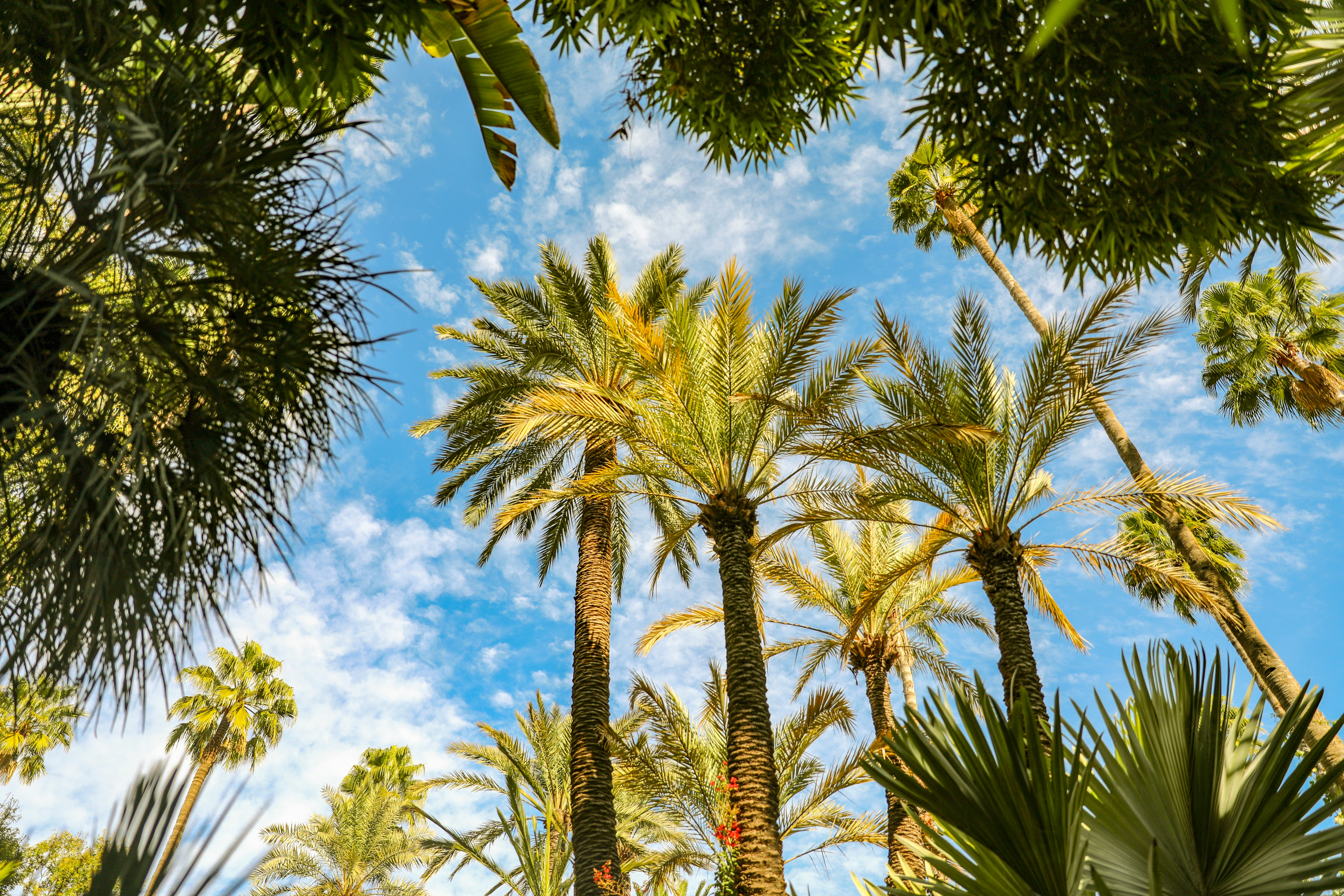 Holiday home villa with palm trees and open sky